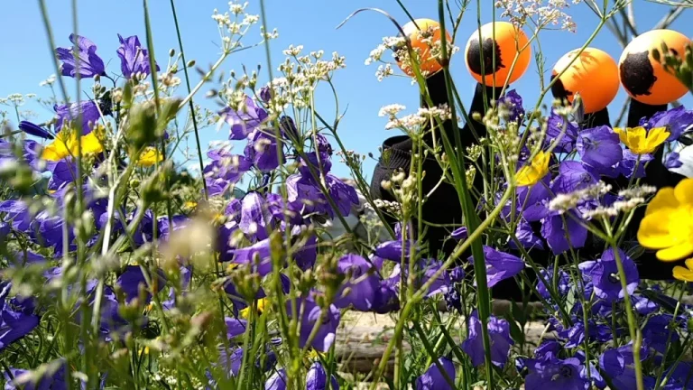 Lire la suite à propos de l’article Un projet commun ?