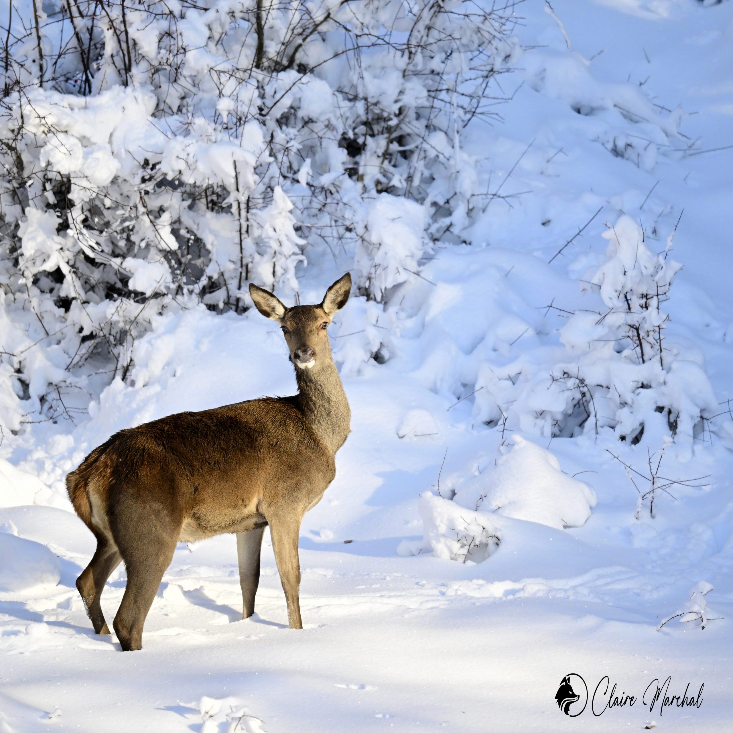 Biche dans la neige