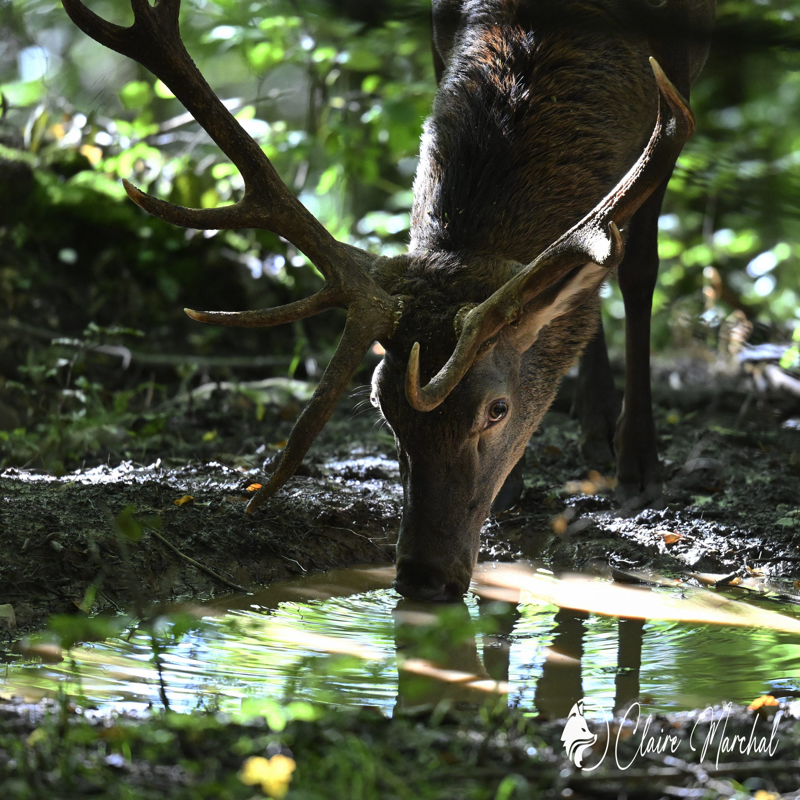 cerf