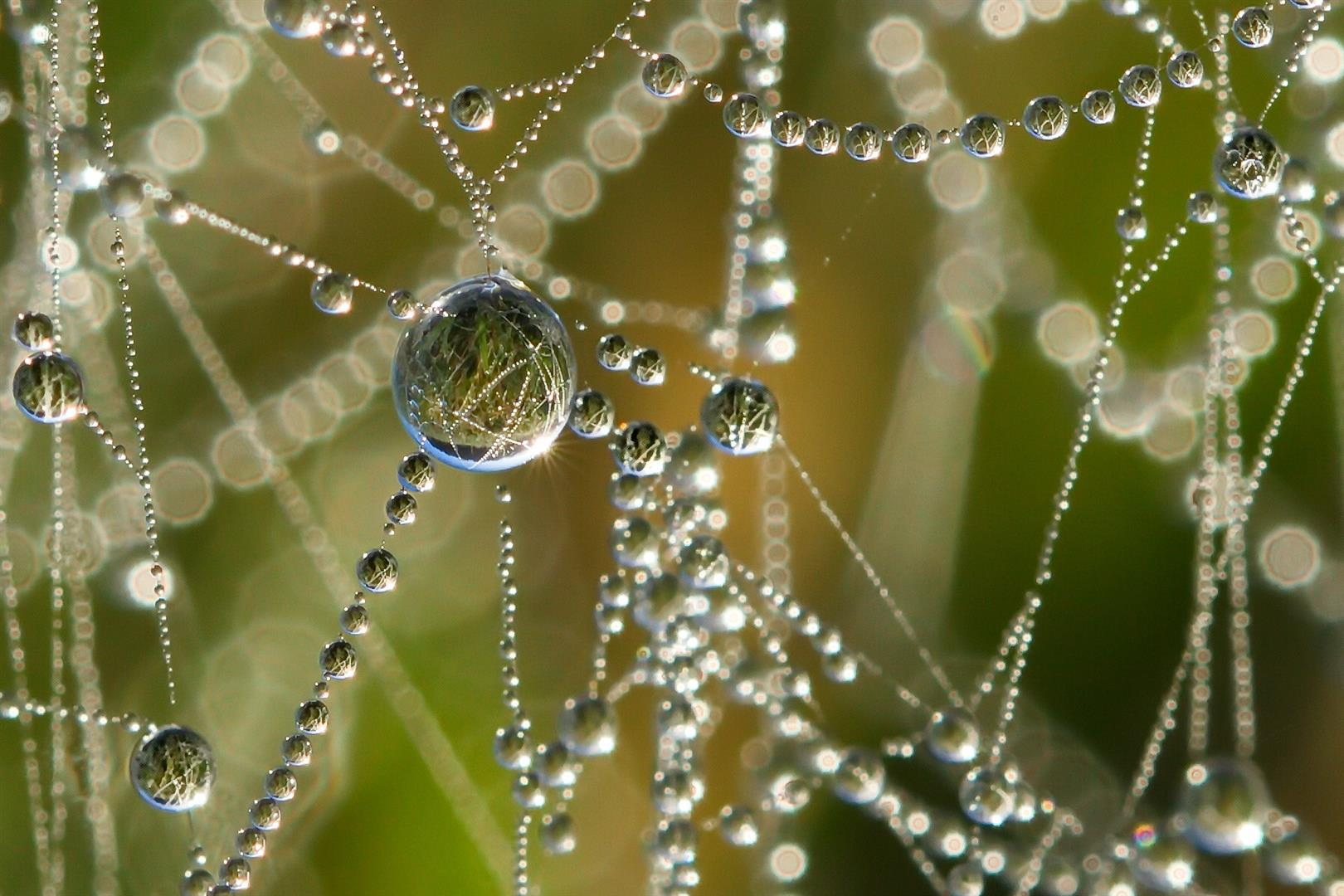 Gouttes d'eau sur une toile d'araignée